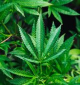 ITcannabis ITcannabis